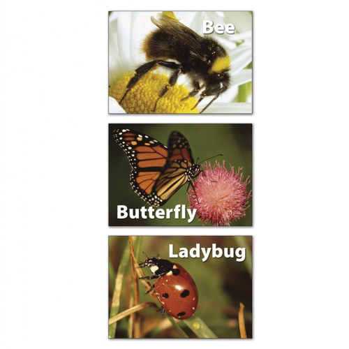 Insects And Bugs Memory Matching Game