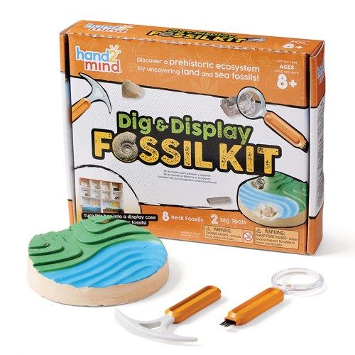 Dig & Display Fossil Kit - 8 Unique Fossils