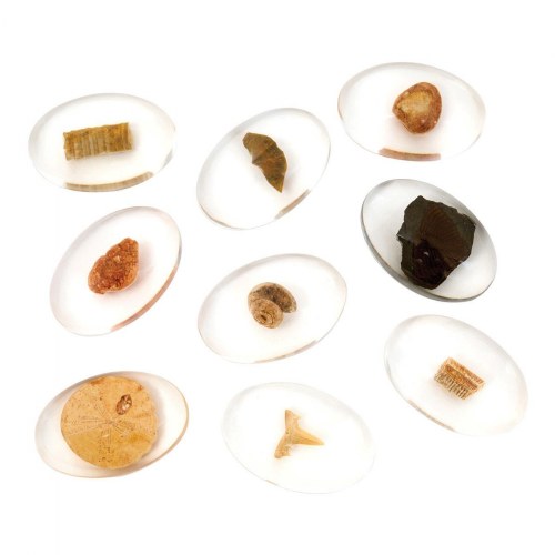 Specimen Stones: Fossils - 9 Stones