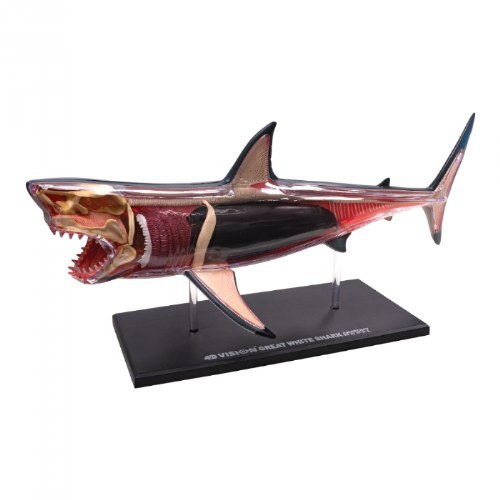 Great White Shark Anatomy Model - 20 Detachable Parts