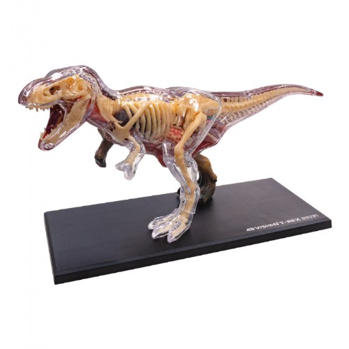 T-Rex Anatomy Model - 36 Detachable Parts