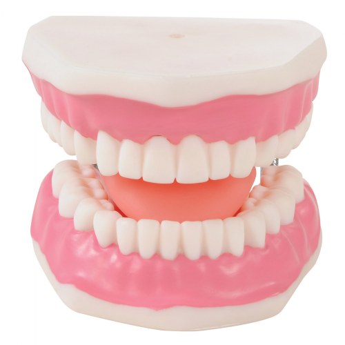 Healthy Smiles Dental Model