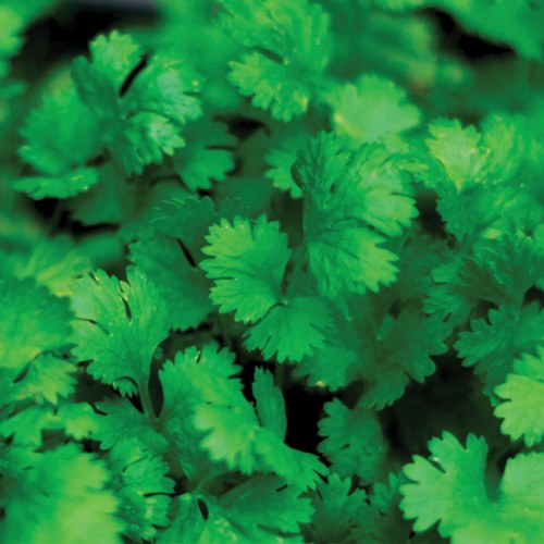 Cilantro Seeds 3Pack
