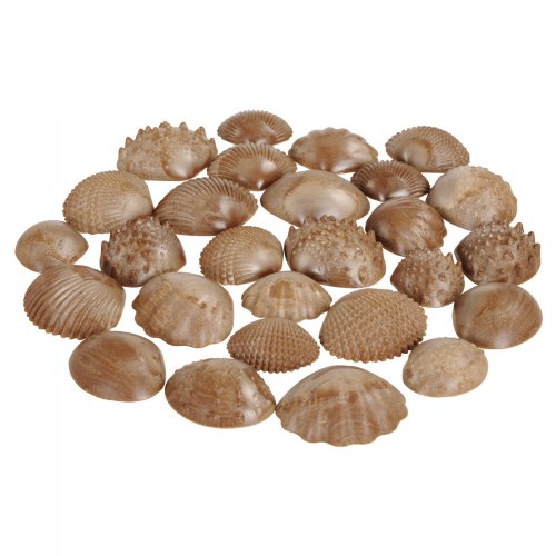 Tactile Shells - Set of 36
