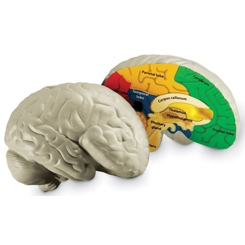 Human Brain Model