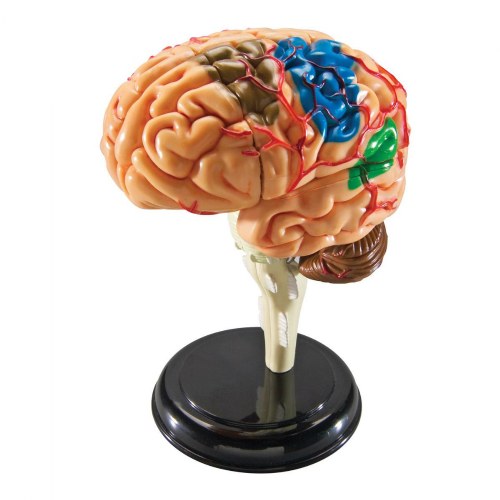 Brain Anatomy Realistic Model