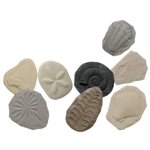 Play & Explore Fossils - Set of 8