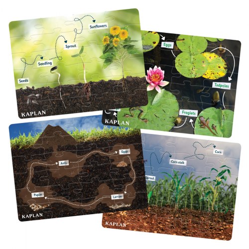 3 years & up. Explore the concept of the life cycle with these fun STEM Learning Realistic Animal and Plant Life Cycle Floor Puzzles. These durable, plastic floor puzzles promote problem solving, early STEM concepts, critical thinking, and collaborative play. Use these engaging puzzles in a science lesson about the life cycle of an ant, frog, sunflower, or corn. Encourage children to ask questions about concepts they don't understand. Puzzles have 24 large, easy to clean pieces with vivid, real-life images. Finished puzzles measures 18" x 24".