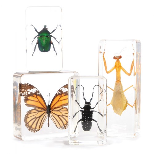 Insect Specimens - Set of 4