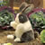 Alternate Image #3 of Baby Dutch Rabbit Hand Puppet