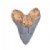 Alternate Image #5 of Magnetic Fossil 3D Puzzle - Megalodon Tooth - 6 Pieces