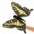 Main Image of Swallowtail Butterfly Puppet