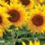 Alternate Image #2 of Dwarf Sunflower Seeds 3-Pack