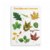Main Image of Deciduous Leaves Giclee Classroom Wall Print