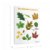 Alternate Image #3 of Deciduous Leaves Giclee Classroom Wall Print