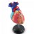 Main Image of Heart Anatomy Model