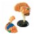 Alternate Image #2 of Brain Anatomy Realistic Model