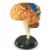 Main Image of Brain Anatomy Realistic Model