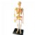 Main Image of Skeleton Model