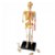 Alternate Image #1 of Skeleton Model