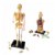 Alternate Image #2 of Human Anatomy Models Set - Includes Brain, Heart, Body and Skeleton