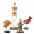 Main Image of Human Anatomy Models Set - Includes Brain, Heart, Body and Skeleton