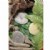Alternate Image #6 of Play & Explore Bug Stones - 8 Pieces
