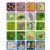 Alternate Image #2 of Insect Life Cycle Game - Investigate Bees, Ants, Butterfly and Firefly