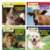 Main Image of All About Animals Bilingual Board Books - Set of 4
