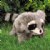 Alternate Image #1 of Baby Raccoon Hand Puppet