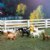 Alternate Image #2 of Farm Animal Minis - Set of 12