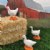 Alternate Image #3 of Farm Animal Minis - Set of 12