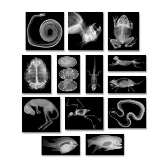 Alternate Image #1 of Transparent Animal X-Rays and Pictures