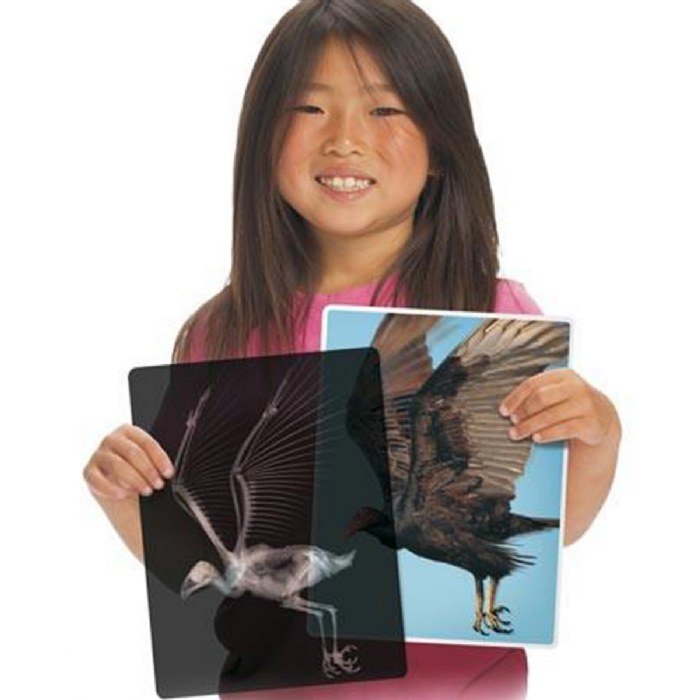 Alternate Image #1 of Transparent Animal X-Rays and Pictures