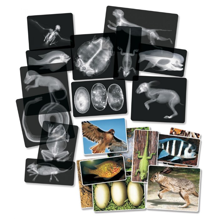 Primary Image of Transparent Animal X-Rays and Pictures