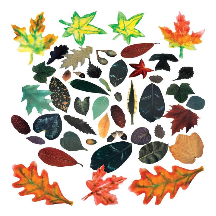 Primary Image of Exploring Leaves