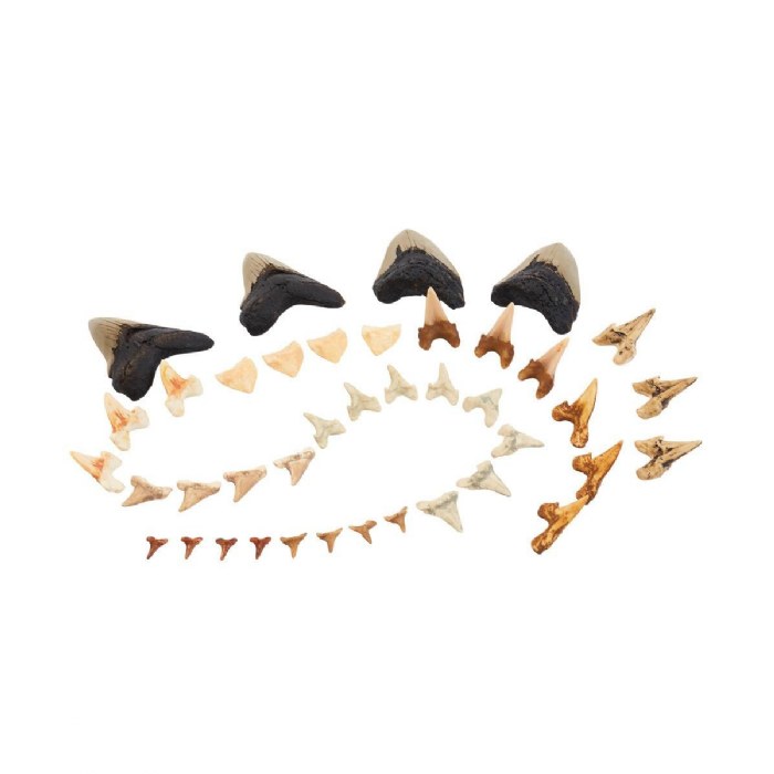 Primary Image of Super Shark Teeth Set - 40 Pieces