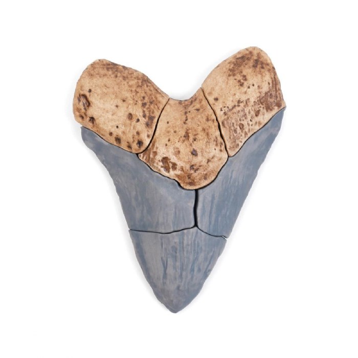 Alternate Image #1 of Magnetic Fossil 3D Puzzle - Megalodon Tooth - 6 Pieces