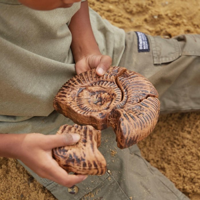 Alternate Image #1 of Magnetic Fossil 3D Puzzle - Ammonite - 6 Pieces