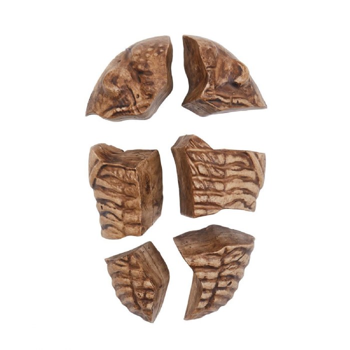 Alternate Image #1 of Magnetic Fossil 3D Puzzle - Trilobite - 6 Pieces