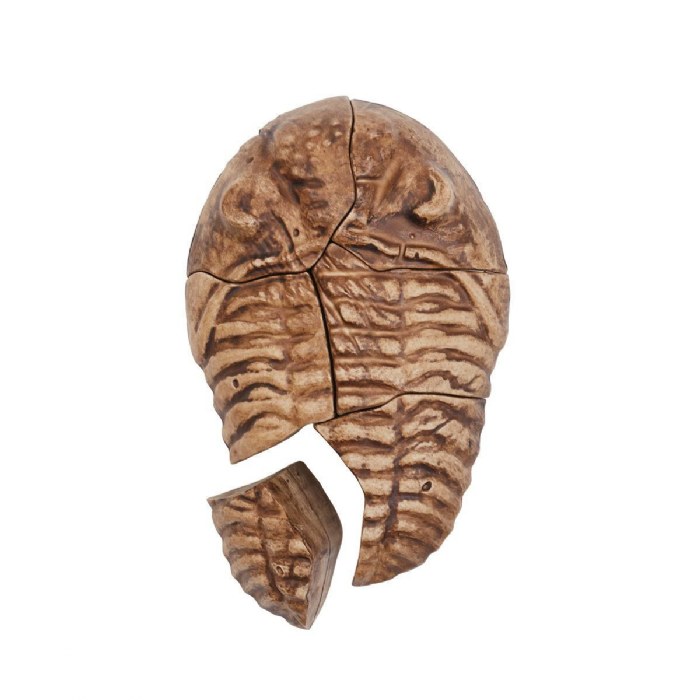 Alternate Image #1 of Magnetic Fossil 3D Puzzle - Trilobite - 6 Pieces