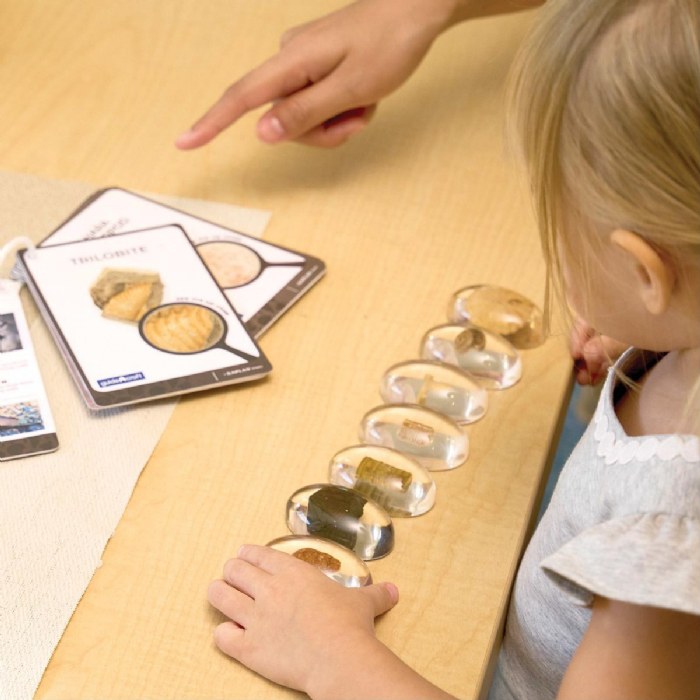 Alternate Image #1 of Specimen Stones: Fossils - 9 Stones