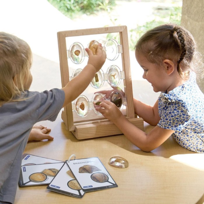 Alternate Image #1 of Specimen Stones: Fossils - 9 Stones