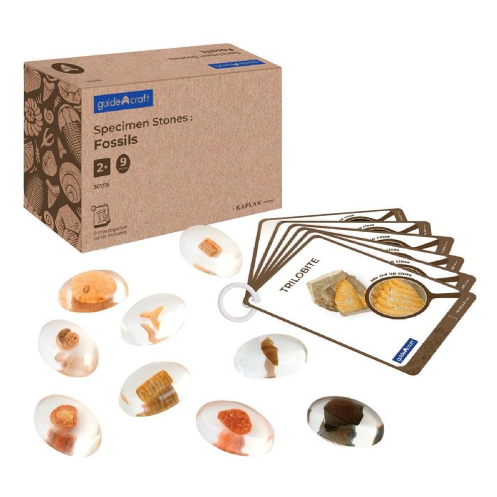 Primary Image of Specimen Stones: Fossils - 9 Stones