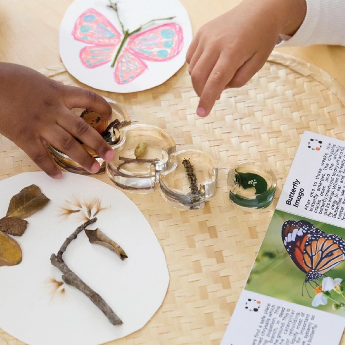 Alternate Image #1 of Specimen Life Cycle Puzzle - Butterfly