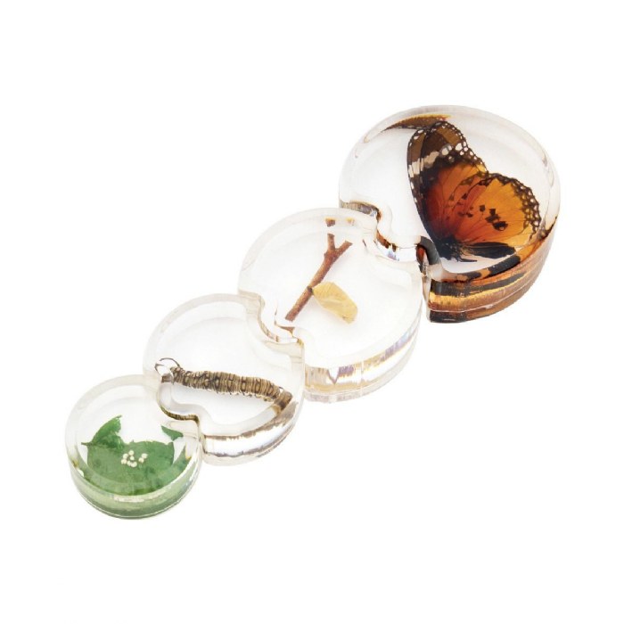 Alternate Image #1 of Specimen Life Cycle Puzzle - Butterfly