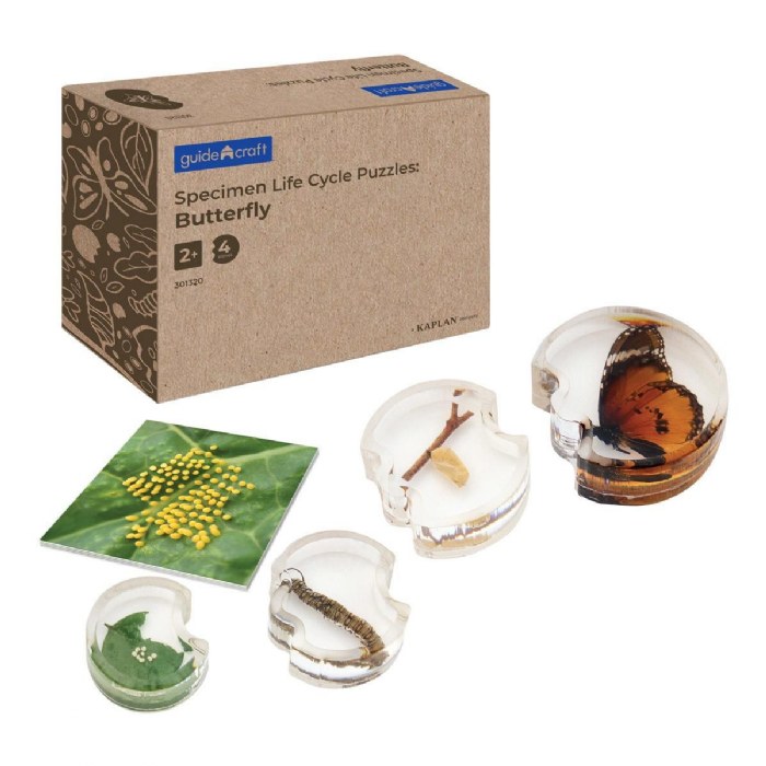 Primary Image of Specimen Life Cycle Puzzle - Butterfly