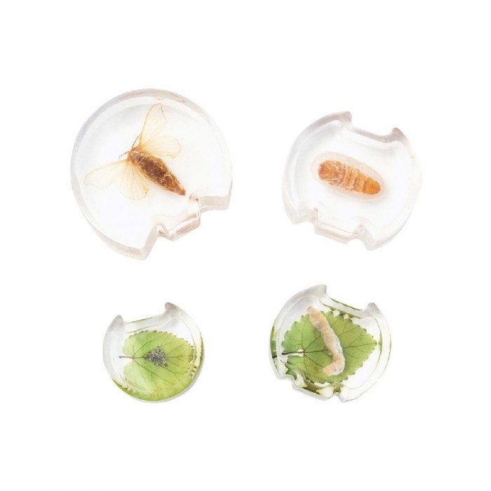 Alternate Image #1 of Specimen Life Cycle Puzzles - Moth