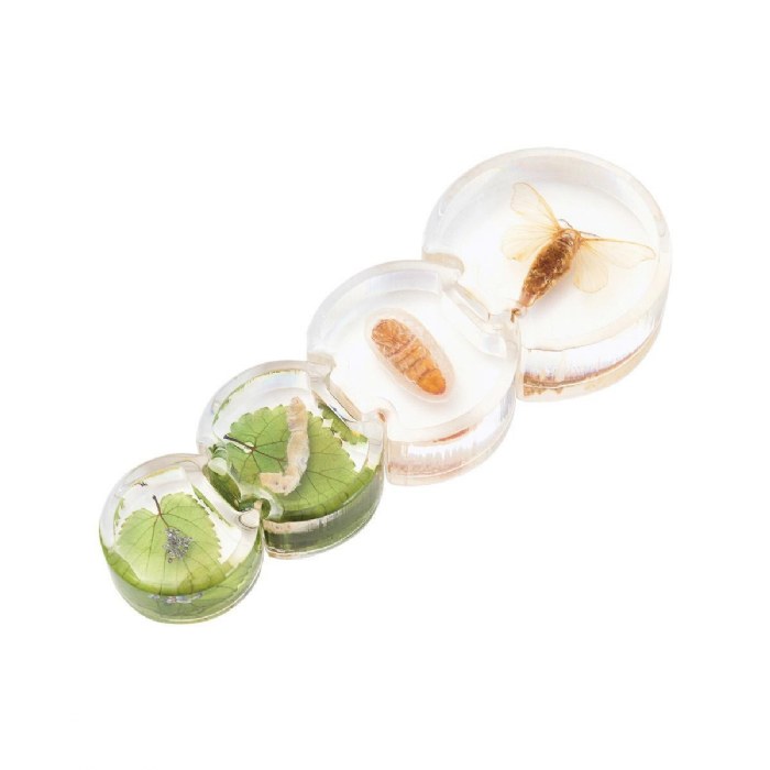 Alternate Image #1 of Specimen Life Cycle Puzzles - Moth