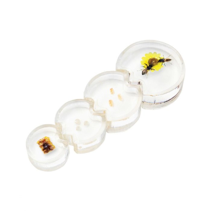 Alternate Image #1 of Specimen Life Cycle Puzzles - Honey Bee